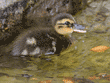 three-day-old mallard duckling in pond