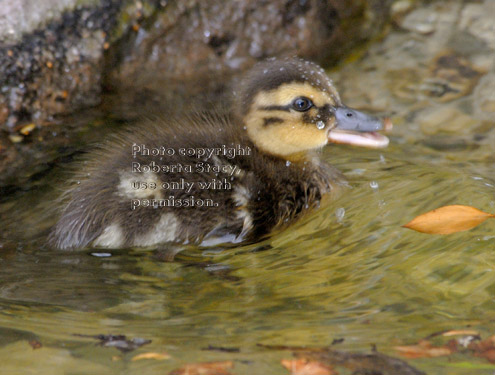 three-day-old mallard duckling in pond