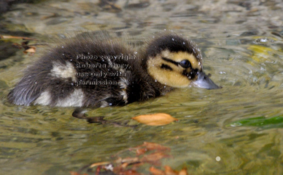 three-day-old mallard duckling with bill in water