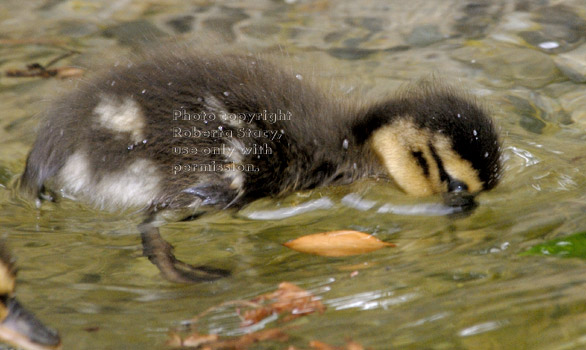 three-day-old mallard duckling with face in water