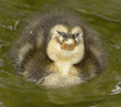 duckling after having face in water