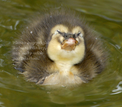 three-day-old mallard after having face in water