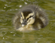 three-day-old mallard duckling in water