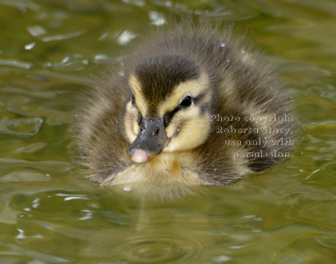 three-day-old mallard duckling in water