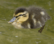 young mallard duckling in water