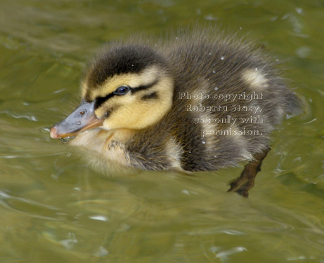 young mallard duckling in water