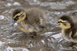 two mallard ducklings in shallow water