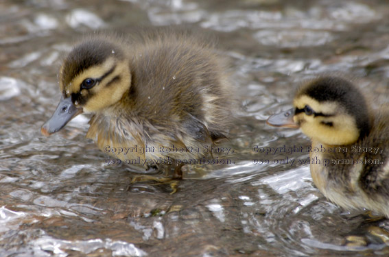 two mallard ducklings in shallow water