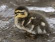 three-day-old mallard duckling standing in water