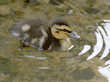 three-day-old mallard duckling swimming in pond