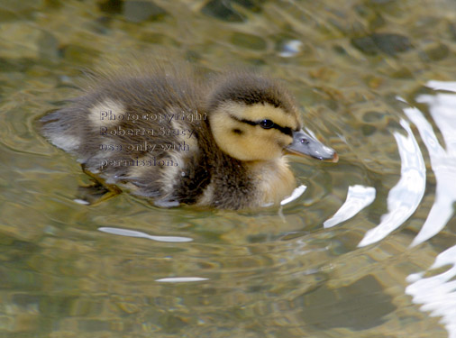 three-day-old mallard duckling swimming in pond