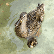 mallard duck with her three-day-old duckling