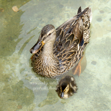 mallard duck with her three-day-old duckling