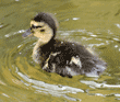 three-day-old baby mallard