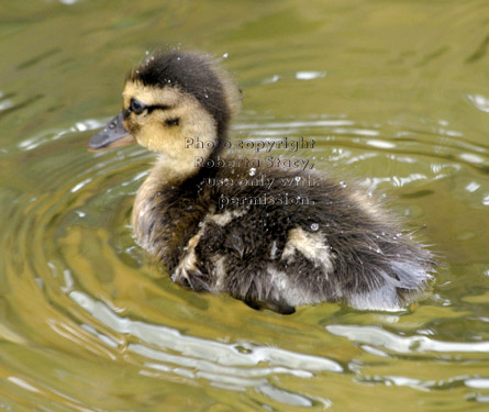 three-day-old baby mallard