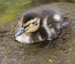 duckling sleeping on rock in shallow water