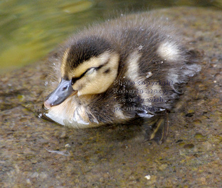 three-day-old mallard duckling sleeping on rock in shallow water