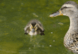 mother duck watching over her three-day-old baby