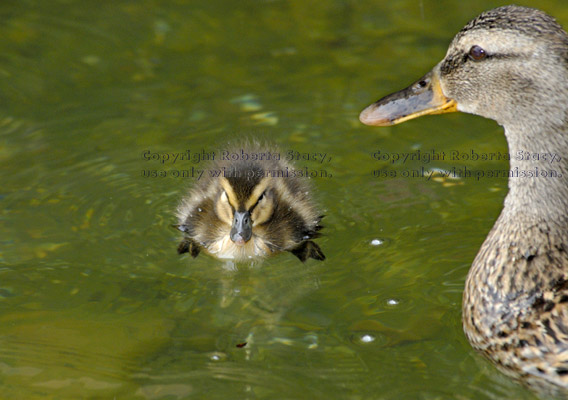 mother duck watching over her three-day-old baby