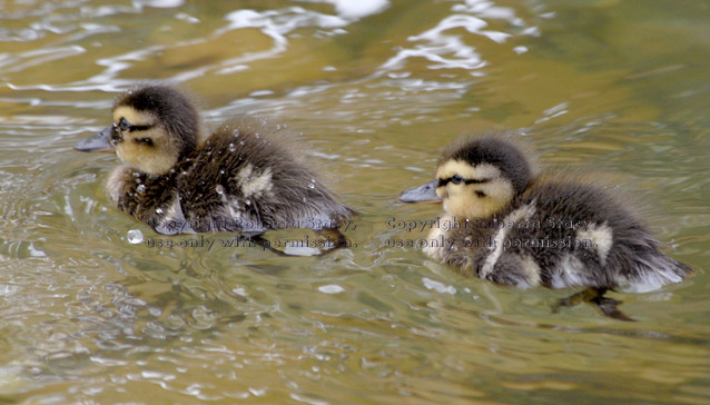 two swimming mallard ducklings