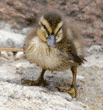 three-day-old mallard duckling standing