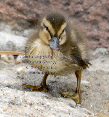 three-day-old mallard duckling standing near pond