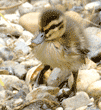 tiny mallard duckling standing on rocks