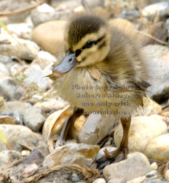 tiny mallard duckling standing on rocks