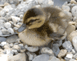 young mallard duckling resting on rocks