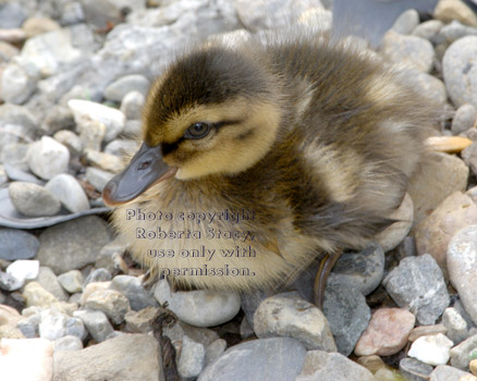 young mallard duckling resting on rocks