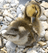 three-day-old mallard duckling preening