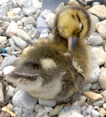 three-day-old mallard duckling preening