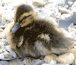 three-day-old mallard duckling resting on rocks