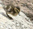 three-day-old mallard duckling walking down slope