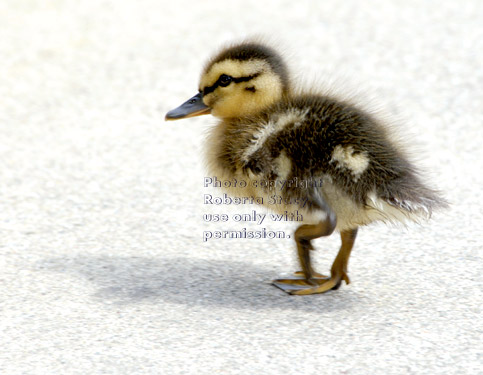 three-day-old mallard duckling walking on sidewalk