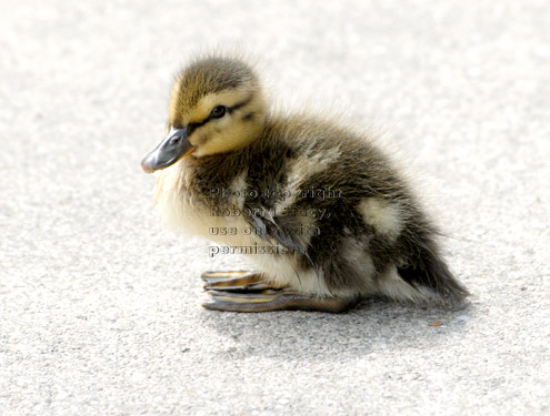 three-day-old mallard duckling resting on sidewalk