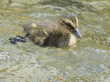 mallard duckling swimming in pond