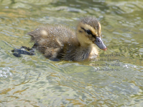 three-day-old mallard duckling swimming in pond