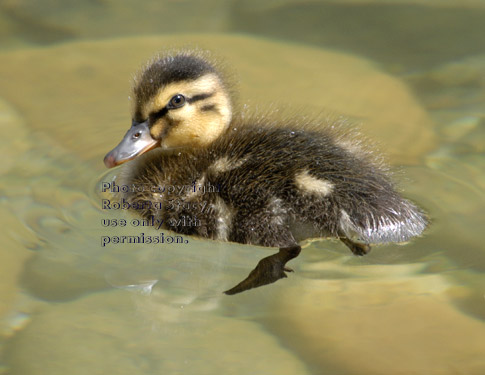 mallard duckling swimming in pond