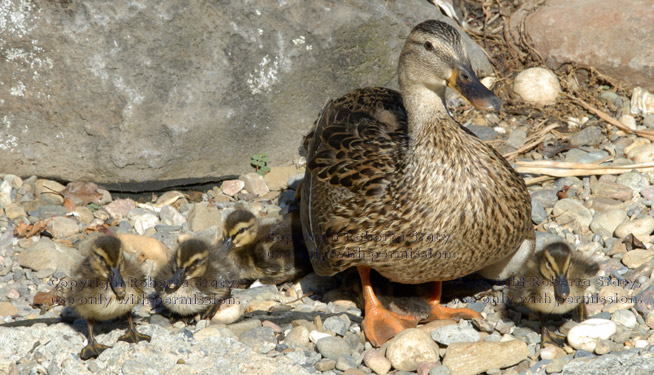 female mallard with her five-day-old ducklings