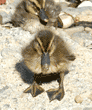 five-day-old ducklings