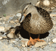 mallard with her five-day-old duckling