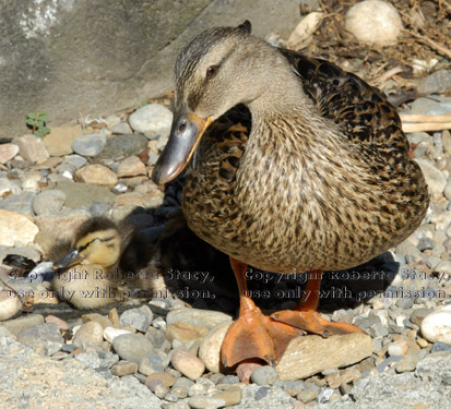 mallard mom with her five-day-old duckling