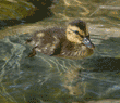 mallard duckling, five-days-old