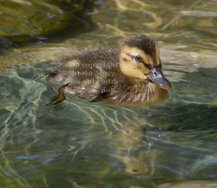 mallard duckling, five-days-old