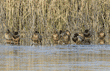 mallards