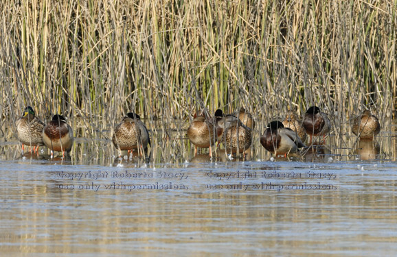 mallards