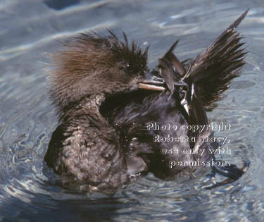 hooded merganser, female