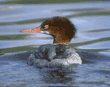 common merganser, female