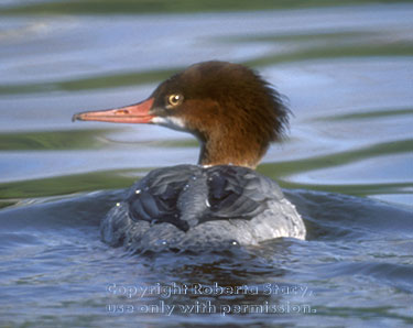 common merganser, female